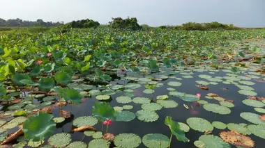 Monsters of the Rockies