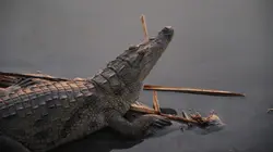 Les rois de la pêche