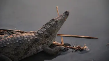 Les rois de la pêche