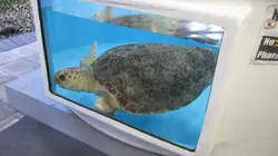 Les rois des aquariums
