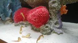 Les rois des aquariums