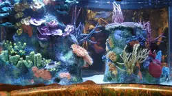 Les rois des aquariums