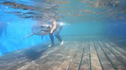 Les rois des aquariums L'aquarium de requins