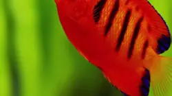 Les rois des aquariums