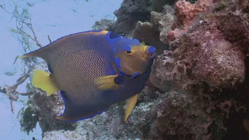 Les rois des aquariums Un délicieux projet
