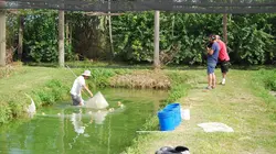 Les rois des aquariums