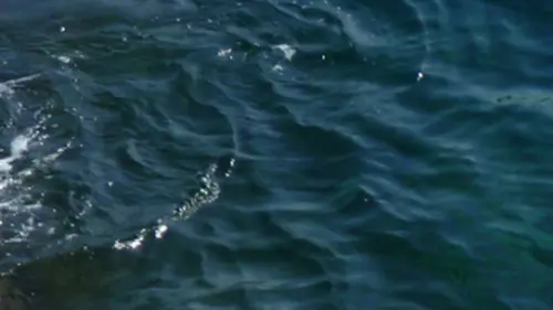 Les rois des aquariums Méduses en or