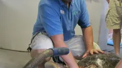 Les rois des aquariums Tortues, requins et raies