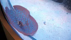 Les rois des aquariums  La petite sirène