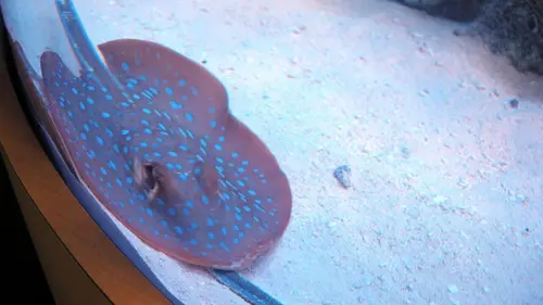 Les rois des aquariums La petite sirène