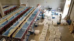 Les rois des aquariums  Un défi de taille