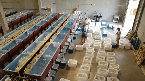 Les rois des aquariums Un défi de taille