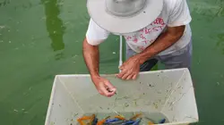 Visuel de Les rois des aquariums