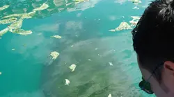 Les rois des aquariums