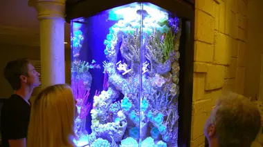 Les rois des aquariums A la recherche du poisson