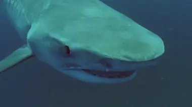 Les rois des aquariums L'aquarium de requins