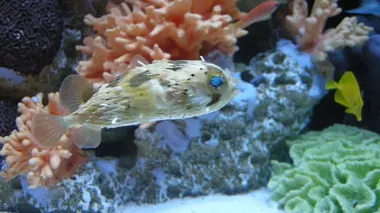 Les rois des aquariums Un choix difficile