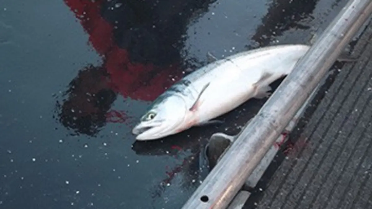 Les rois du saumon S02E07 Le dernier capitaine