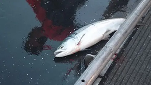 Les rois du saumon S02E07 Le dernier capitaine