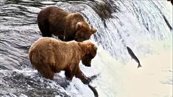 Les rois du saumon Prêts