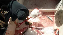 Les rois du saumon  A vos marques