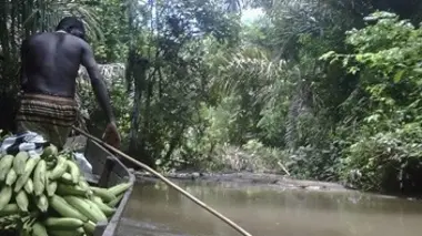 Panama, business dans la jungle