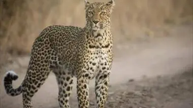 Afrique du Sud, la piste des léopards