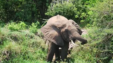 Le parc national du Sud Luangwa, Zambie