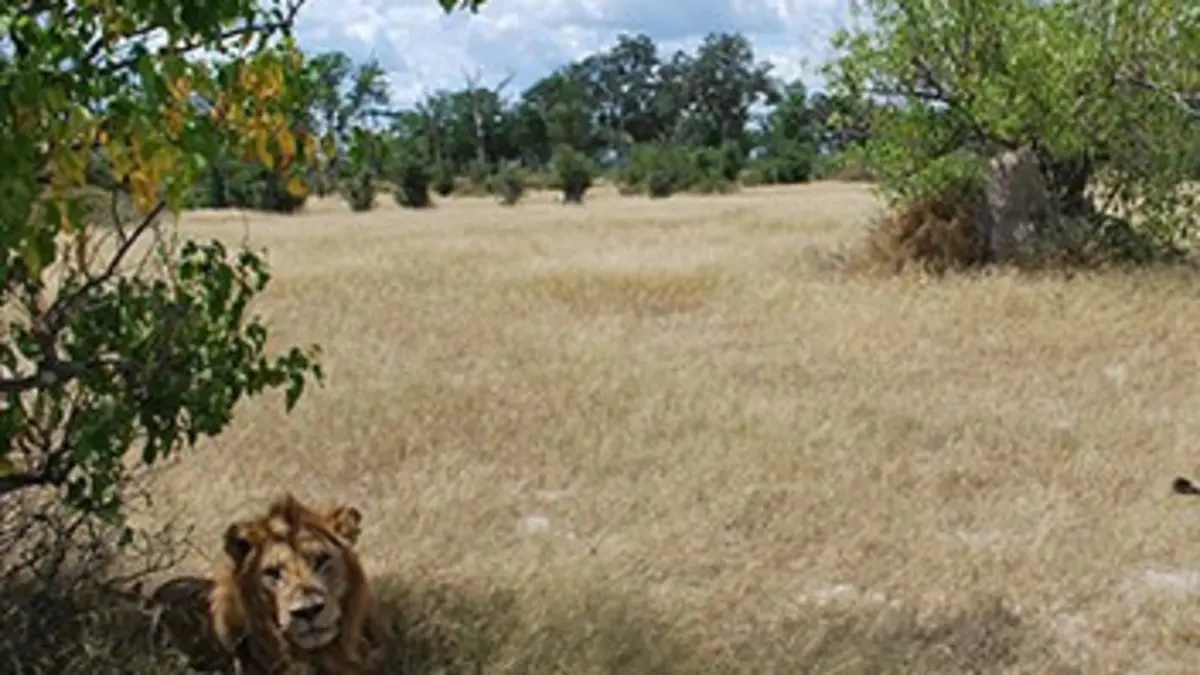 Les routes sauvages de l'Afrique E04 Parc national de Kafue, Zambie