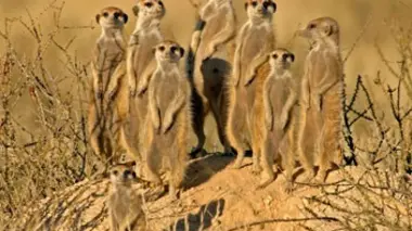 Le désert du Kalahari