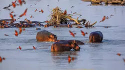 Les saisons de la Luangwa