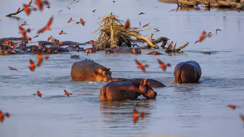 Les saisons de la Luangwa
