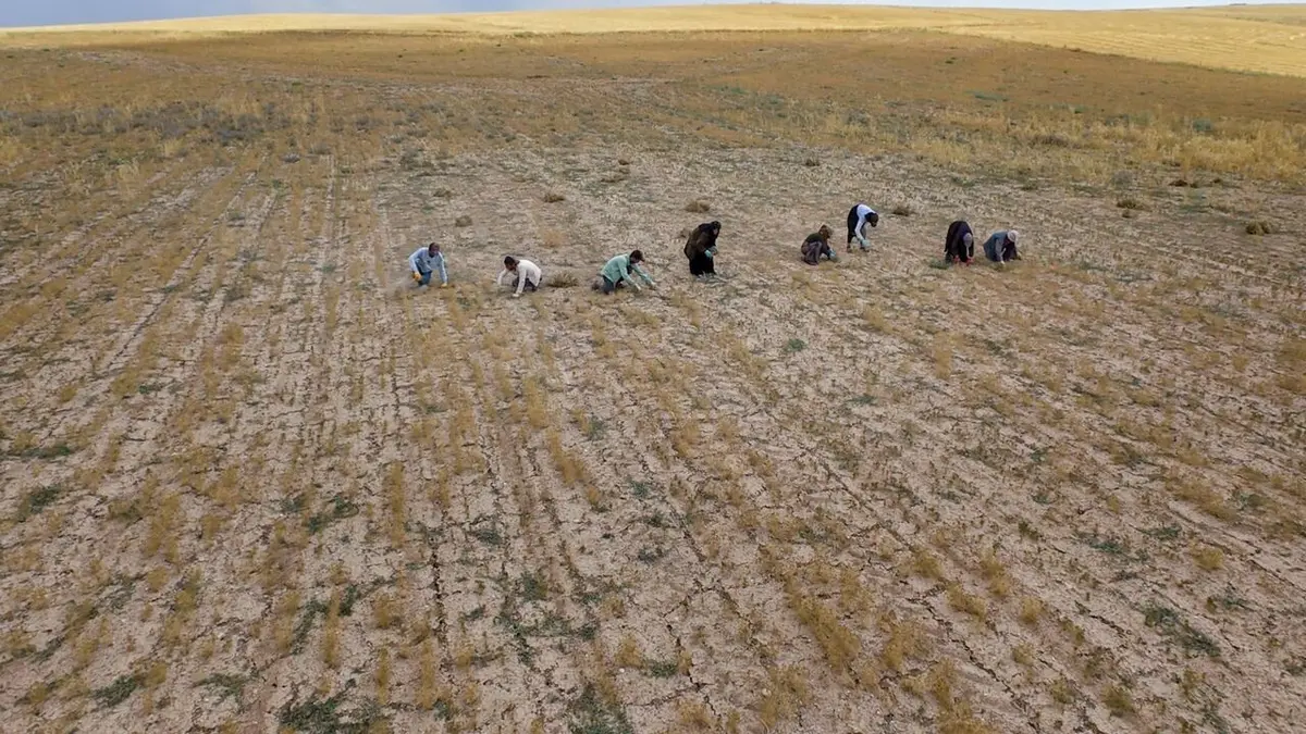 Les sanctuaires d'épices Le cumin de Turquie