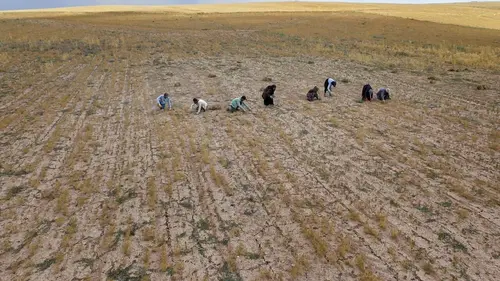 Les sanctuaires d'épices Le cumin de Turquie