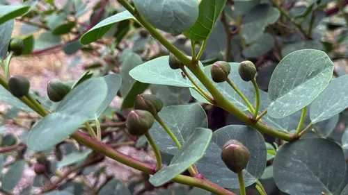 Les sanctuaires d'épices Les câpres des îles Eoliennes