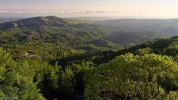 Les sanctuaires d'épices La marjolaine de Chypre