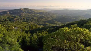 La marjolaine de Chypre
