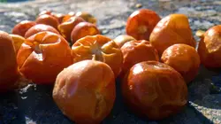 Les sanctuaires d'épices  Le piment d'Arizona