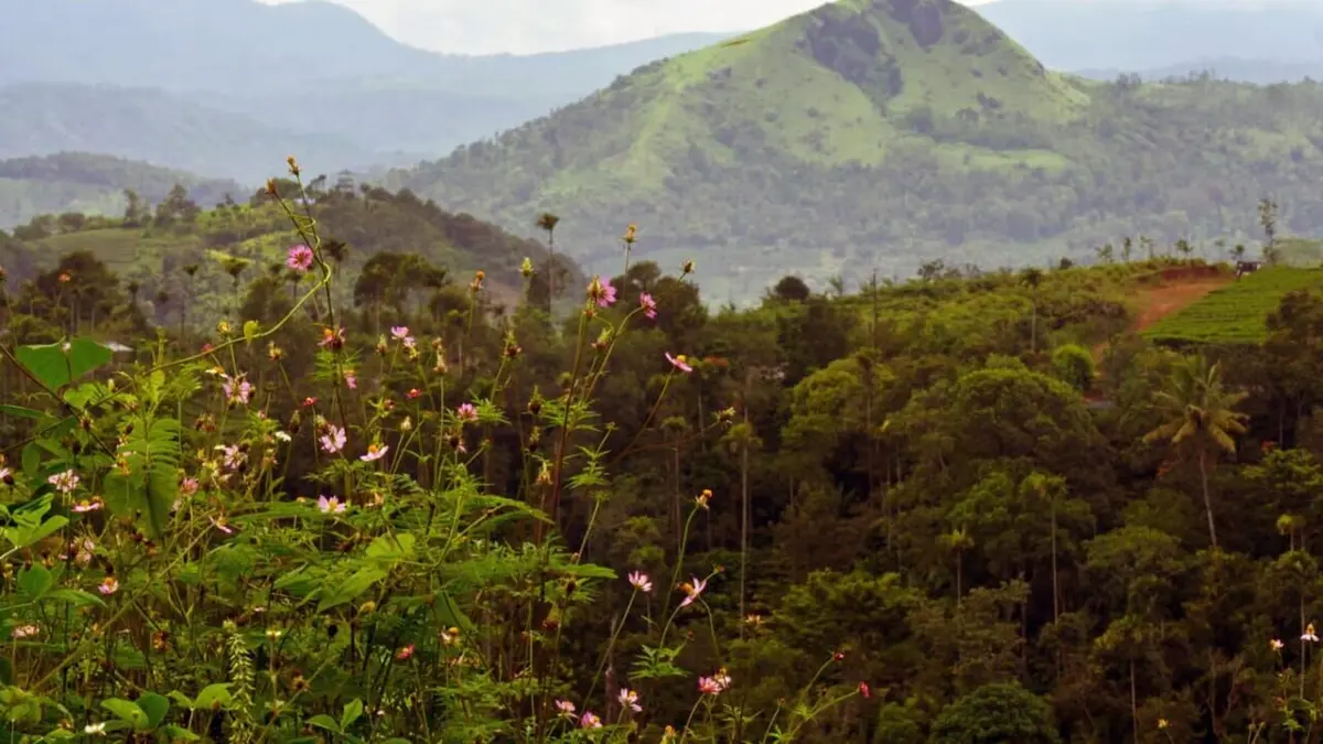 Les sanctuaires d'épices La cardamome du Kerala indien