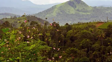 La cardamome du Kerala indien