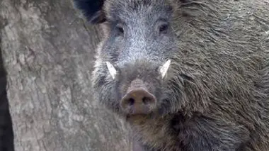 Les sangliers sont de retour