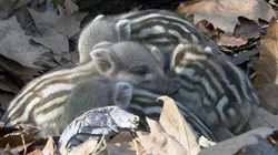 Les sangliers sont de retour