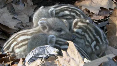 Les sangliers sont de retour