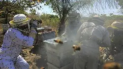 Les sauveteurs d'abeilles