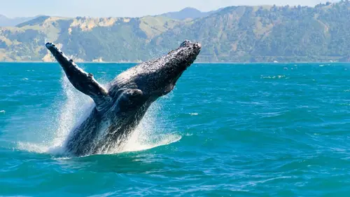 Les sauveteurs de baleines