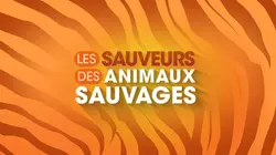 Les sauveurs des animaux sauvages