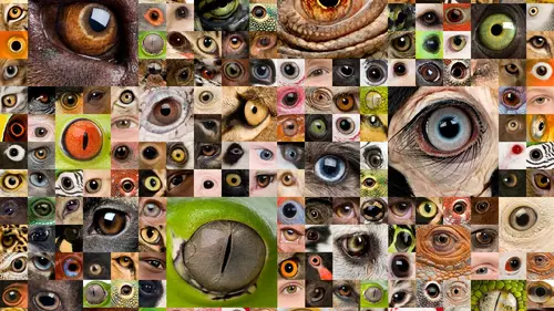 Les secouristes de la jungle