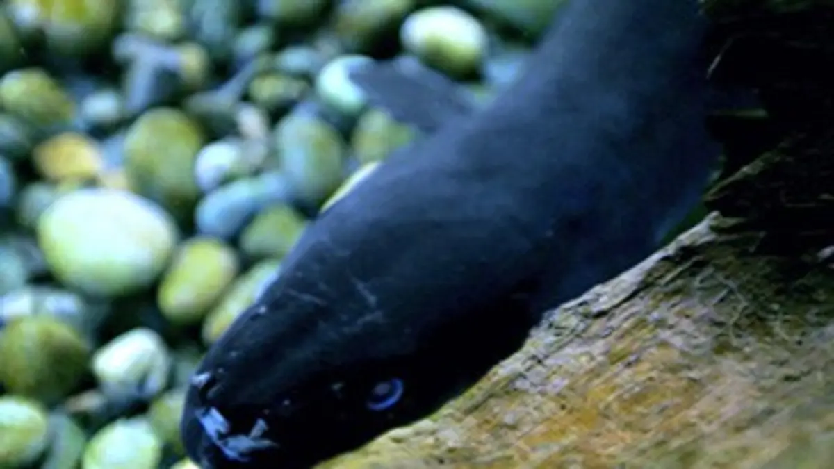 Les secrets de l'anguille