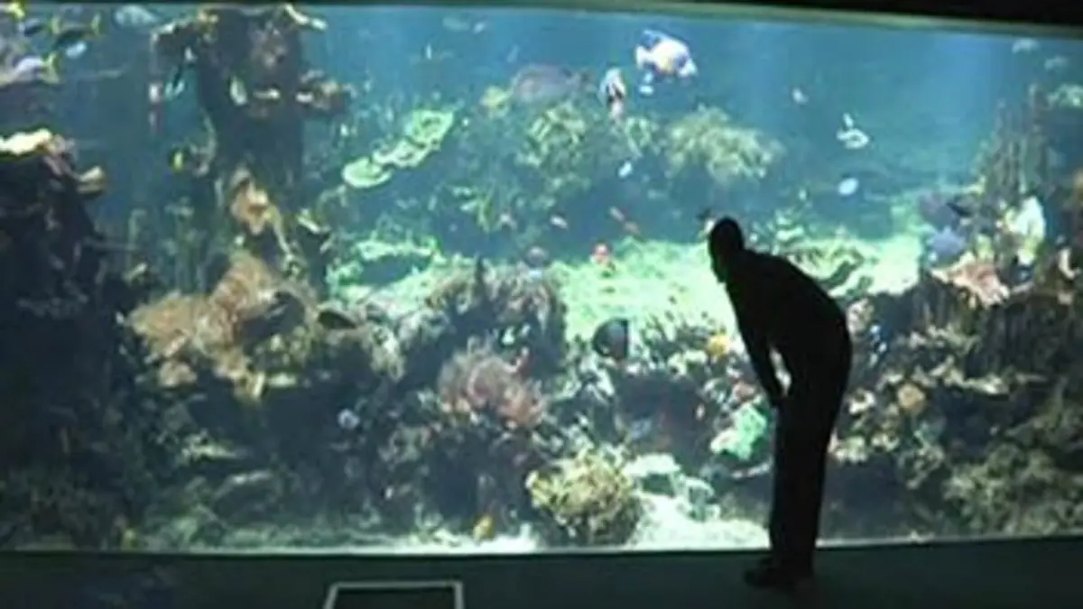 Les secrets de l'aquarium de Boulogne-sur-Mer