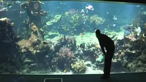 Les secrets de l'aquarium de Boulogne-sur-Mer